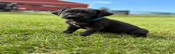 Great Dane dogs for sale: Bruno  - Ad 3