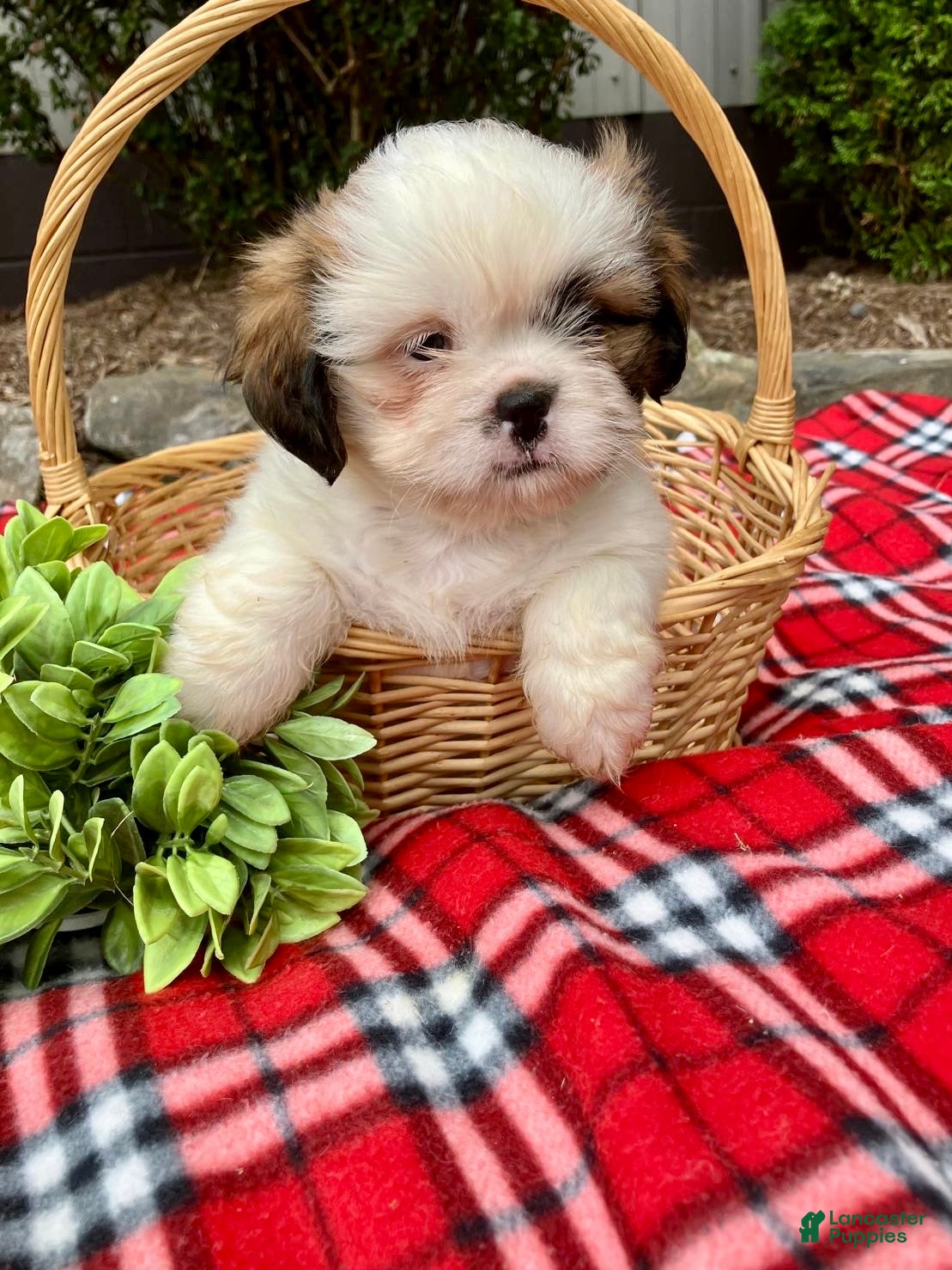 Shih Tzu dogs Twinkle - Ad 2