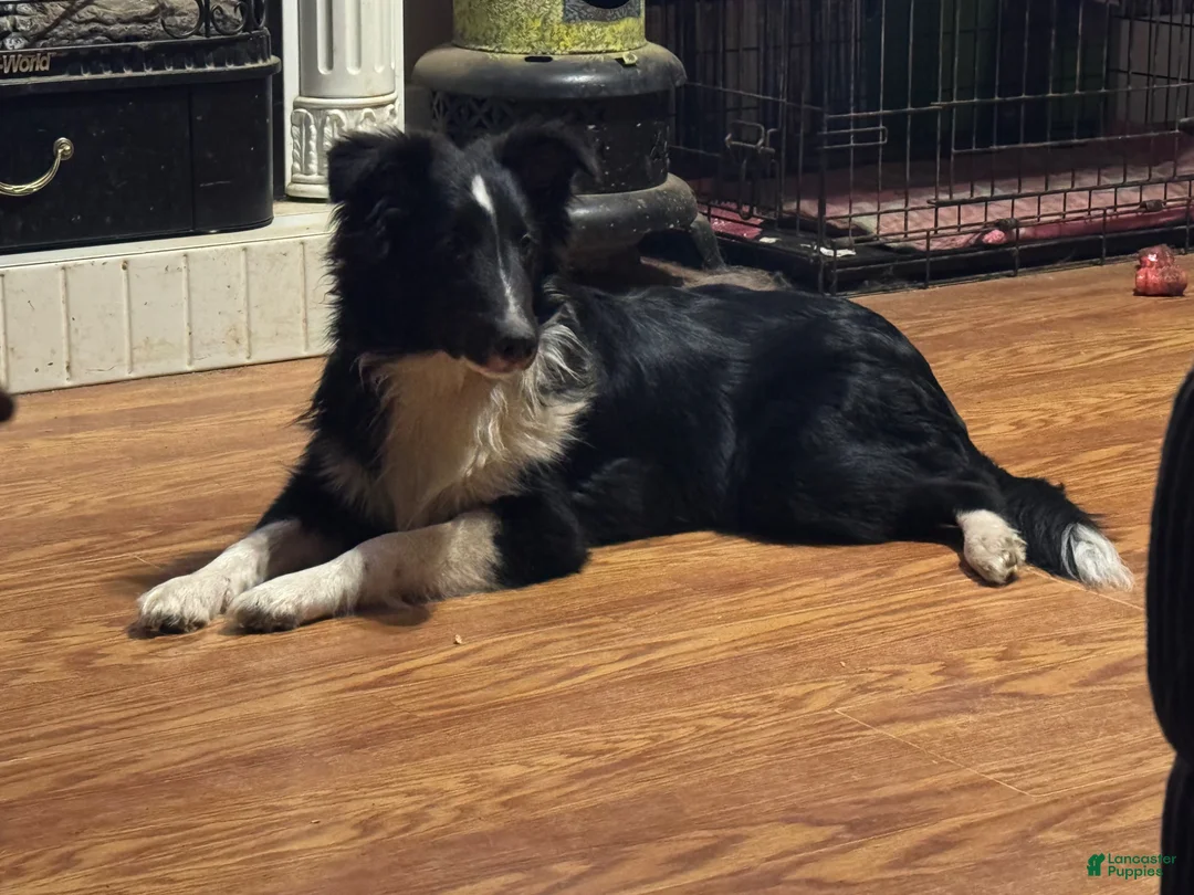 Shetland Sheepdog dogs for sale: Shetland Sheepdog Puppy 4 - Ad 2