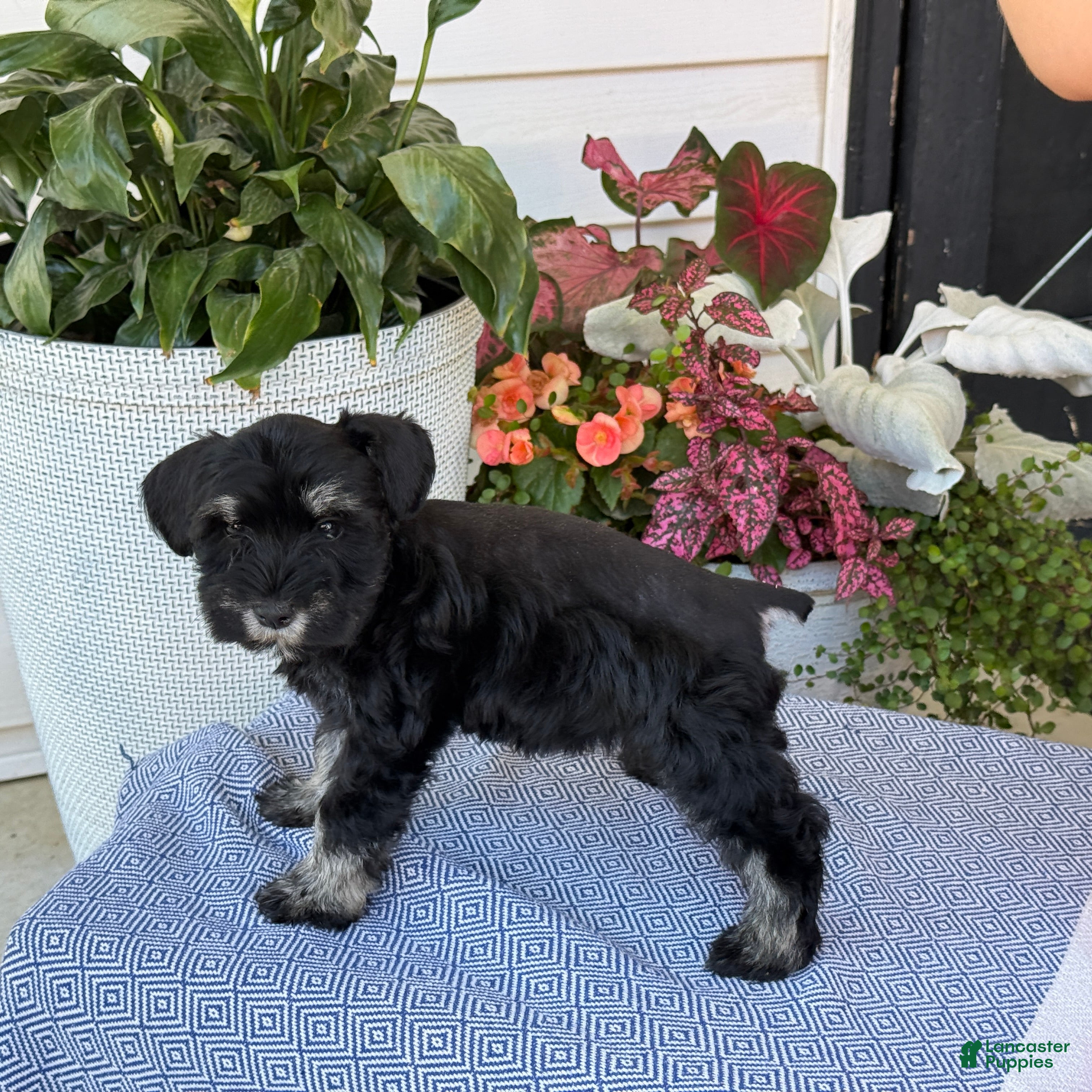 Miniature Schnauzer dogs Lovely - Ad 2