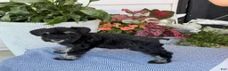Miniature Schnauzer dogs for sale: Lovely - Ad 2