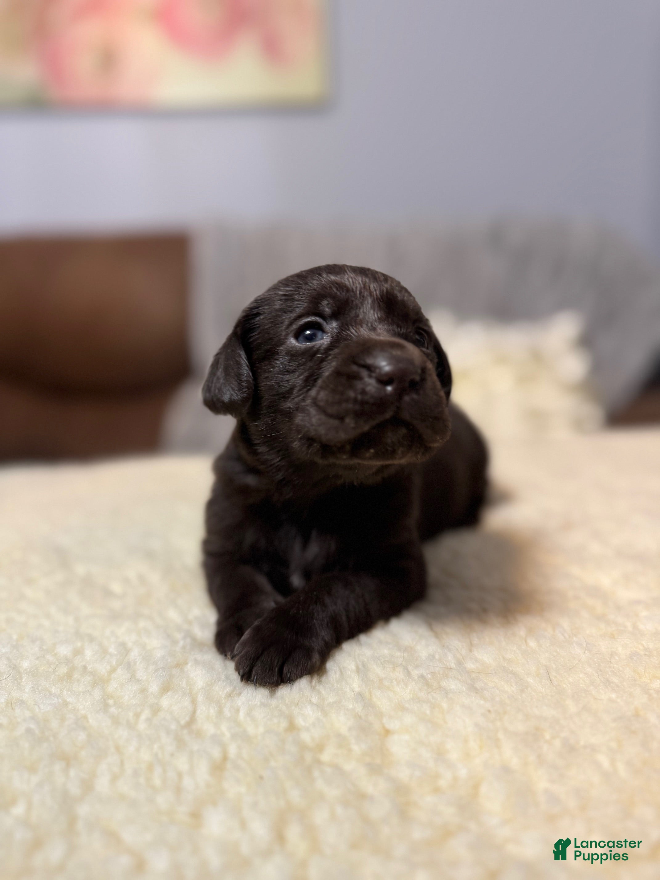 Labrador Retriever dogs Willow-English Champ linesLabrador Retriever Puppy 5 - Ad 1