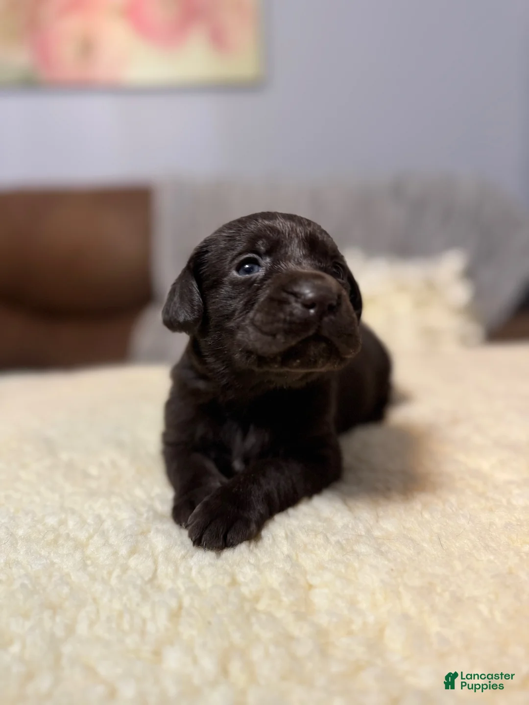 Labrador Retriever dogs for sale: Willow-English Champ linesLabrador Retriever Puppy 5 - Ad 1