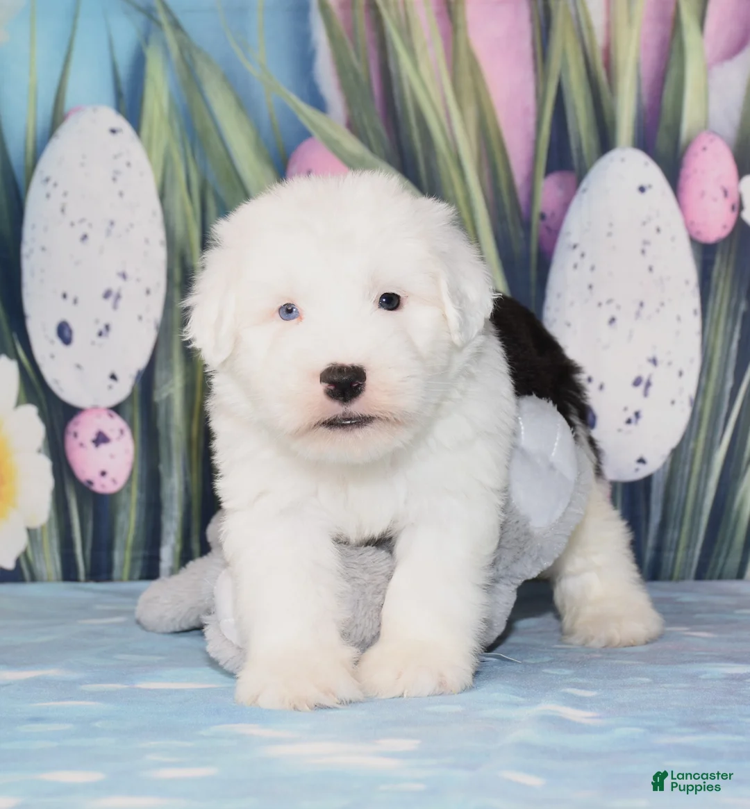 Old English Sheepdog dogs for sale: Thor - 1 blue eye - Ad 2