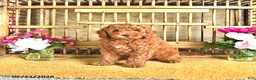 Cavapoo dogs for sale: Victor - Ad 4