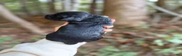 Cocker Spaniel dogs for sale: Cocker Spaniel 4 - Ad 2
