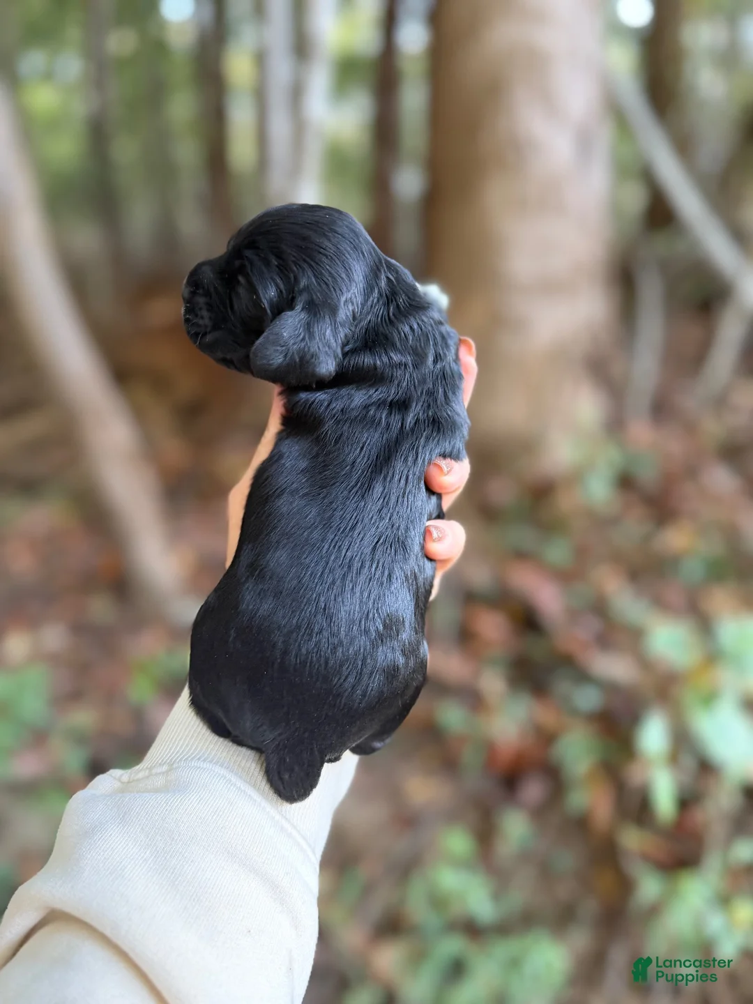 Cocker Spaniel dogs for sale: Cocker Spaniel 4 - Ad 2