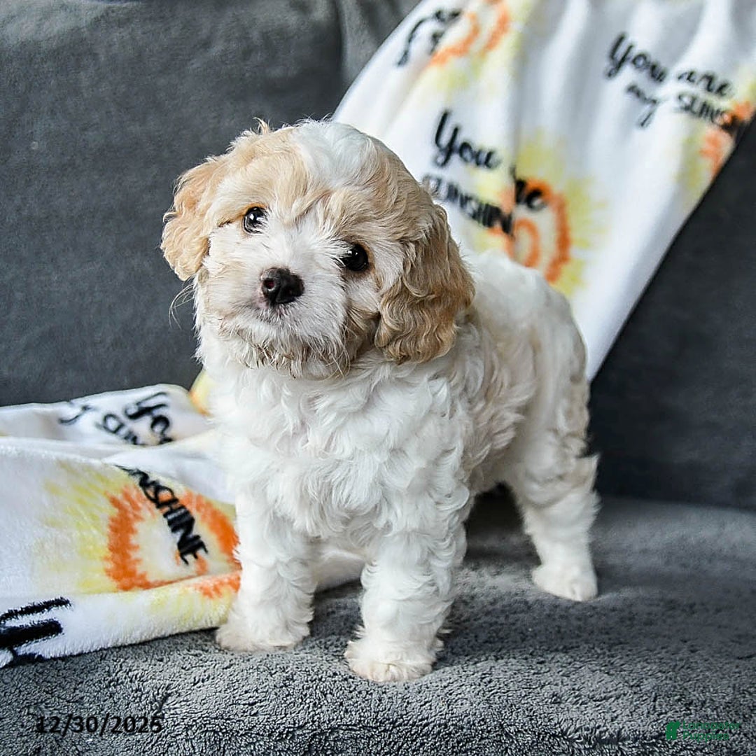 Cavachon dogs for sale: Remy - Ad 4