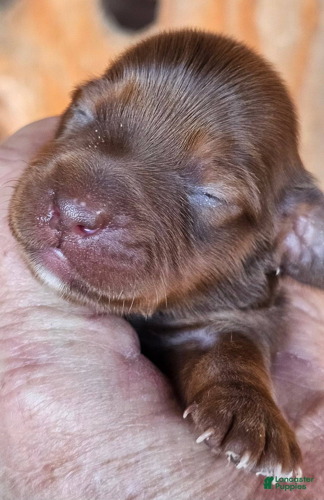 Miniature Dachshund dogs for sale: CT Long-haired  - Ad 1