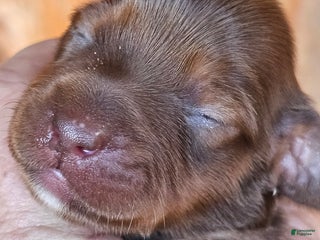 Miniature Dachshund dogs CT Long-haired - Ad 19