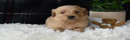 Golden Retriever dogs for sale: Logan - Ad 1