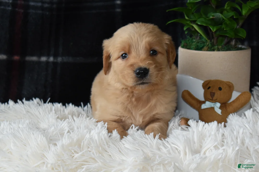 Golden Retriever dogs for sale: Logan - Ad 1