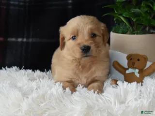 Golden Retriever dogs Logan - Ad 4