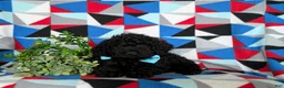 Miniature Poodle dogs for sale: Norman - Ad 5