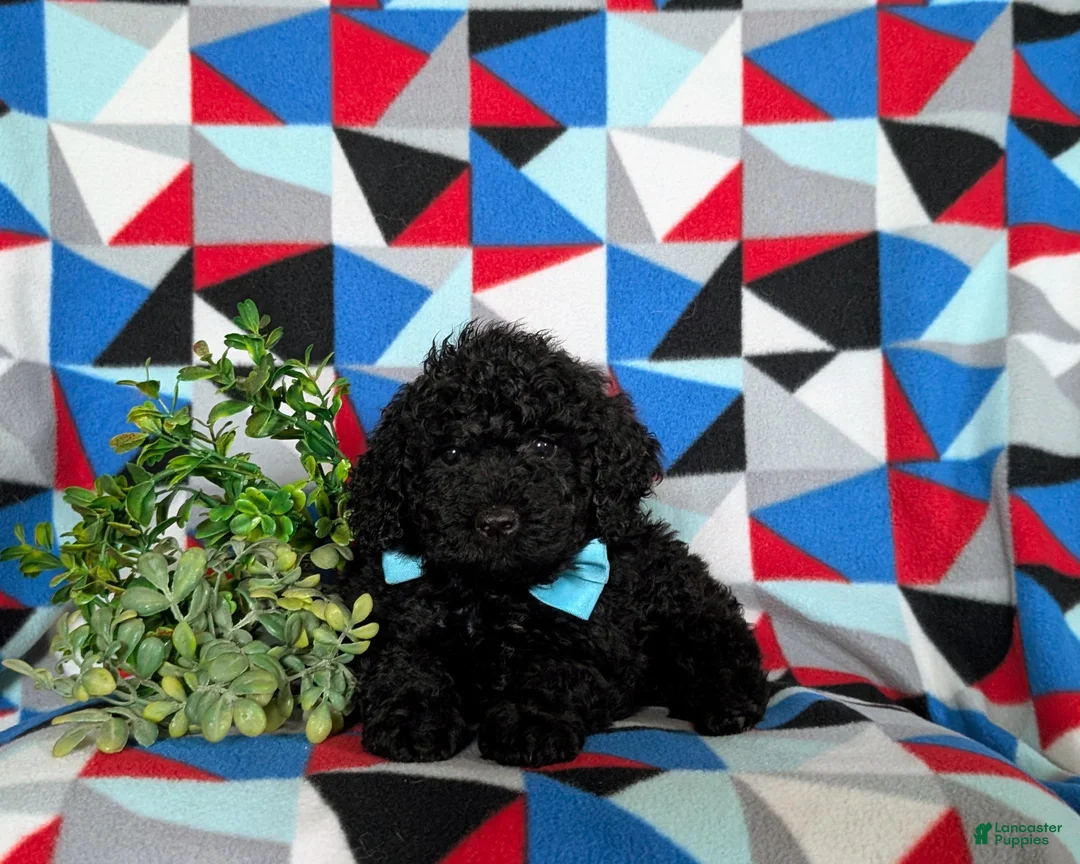 Miniature Poodle dogs for sale: Norman - Ad 5