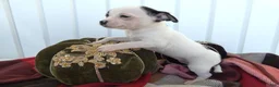 Chihuahua dogs for sale: Chihuahua 1 Stormy - Ad 2
