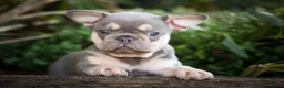French Bulldog dogs for sale: 🐾 Meet Kingston — A Happy Little Frenchie with Plenty of Love to Give! 🐾 - Ad 5