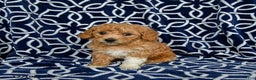 Bichpoo dogs for sale: Rosie - Ad 2