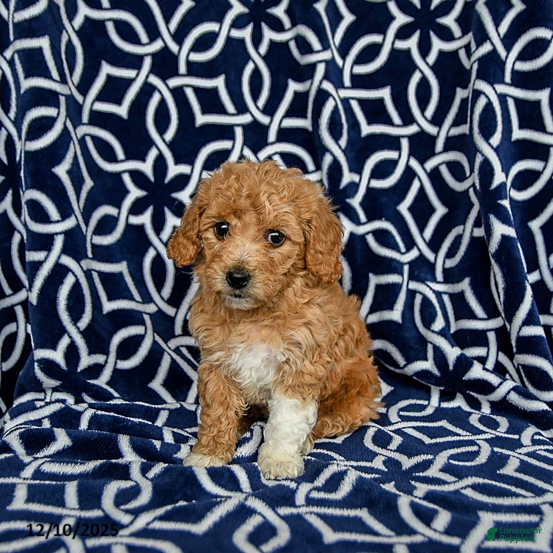 Bichpoo dogs for sale: Rosie - Ad 2