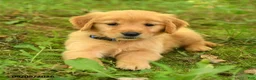 Golden Retriever dogs for sale: Daisy - Ad 3