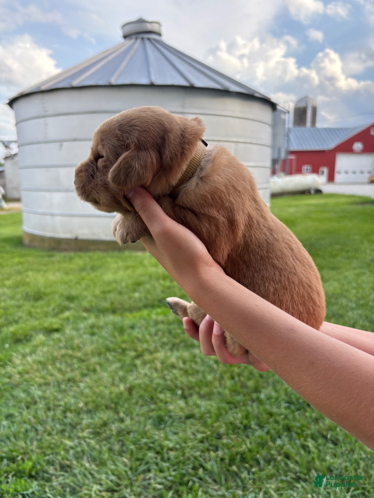 Golden Retriever dogs for sale: Golden Retriever Puppy 11 - Ad 1