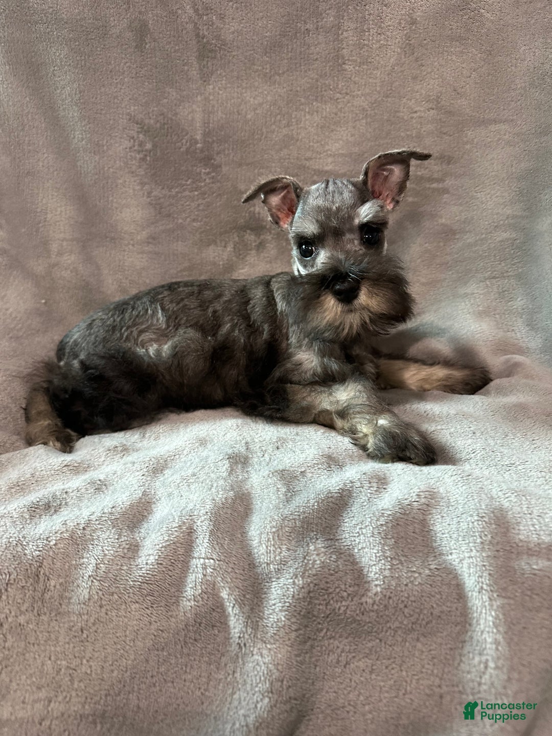 Miniature Schnauzer dogs for sale: Spike - Ad 4