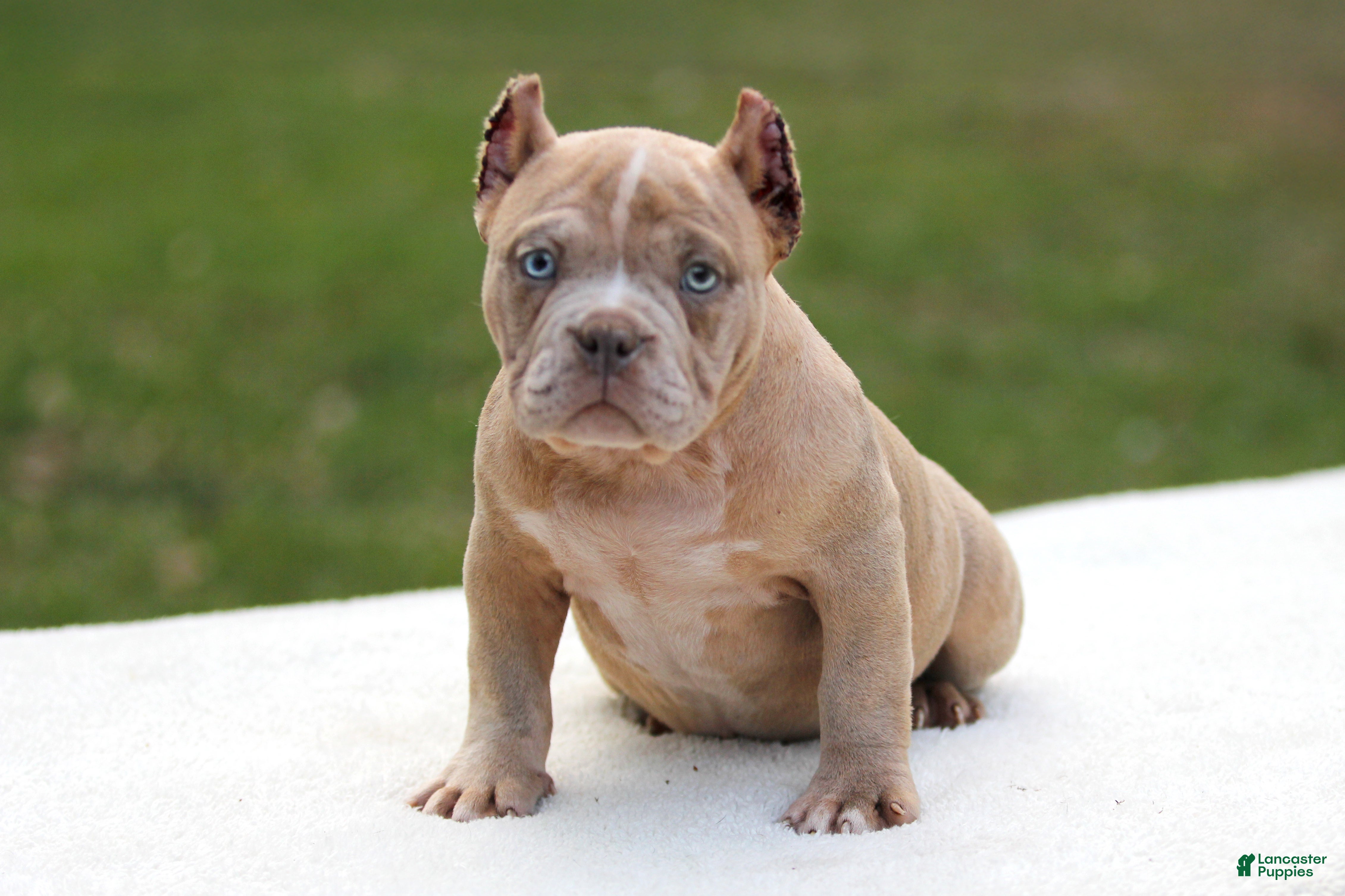American Bully dogs Lilac Merle Female - Ad 2