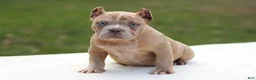 American Bully dogs for sale: Lilac Merle Female - Ad 2