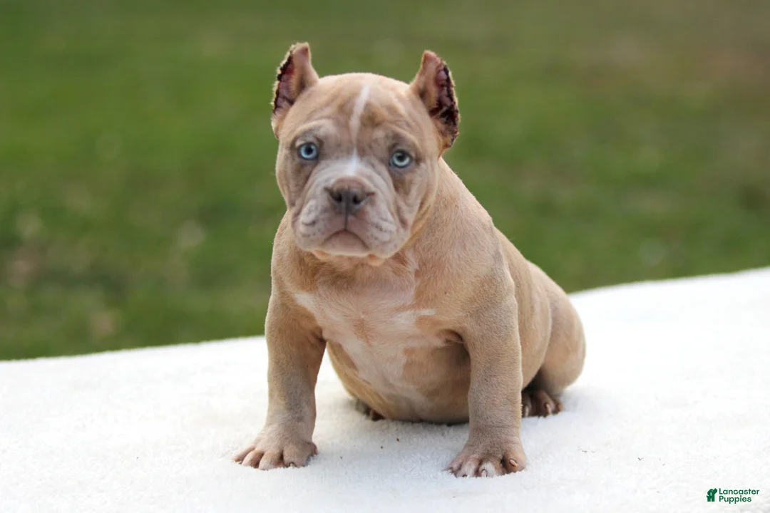 American Bully dogs for sale: Lilac Merle Female - Ad 2