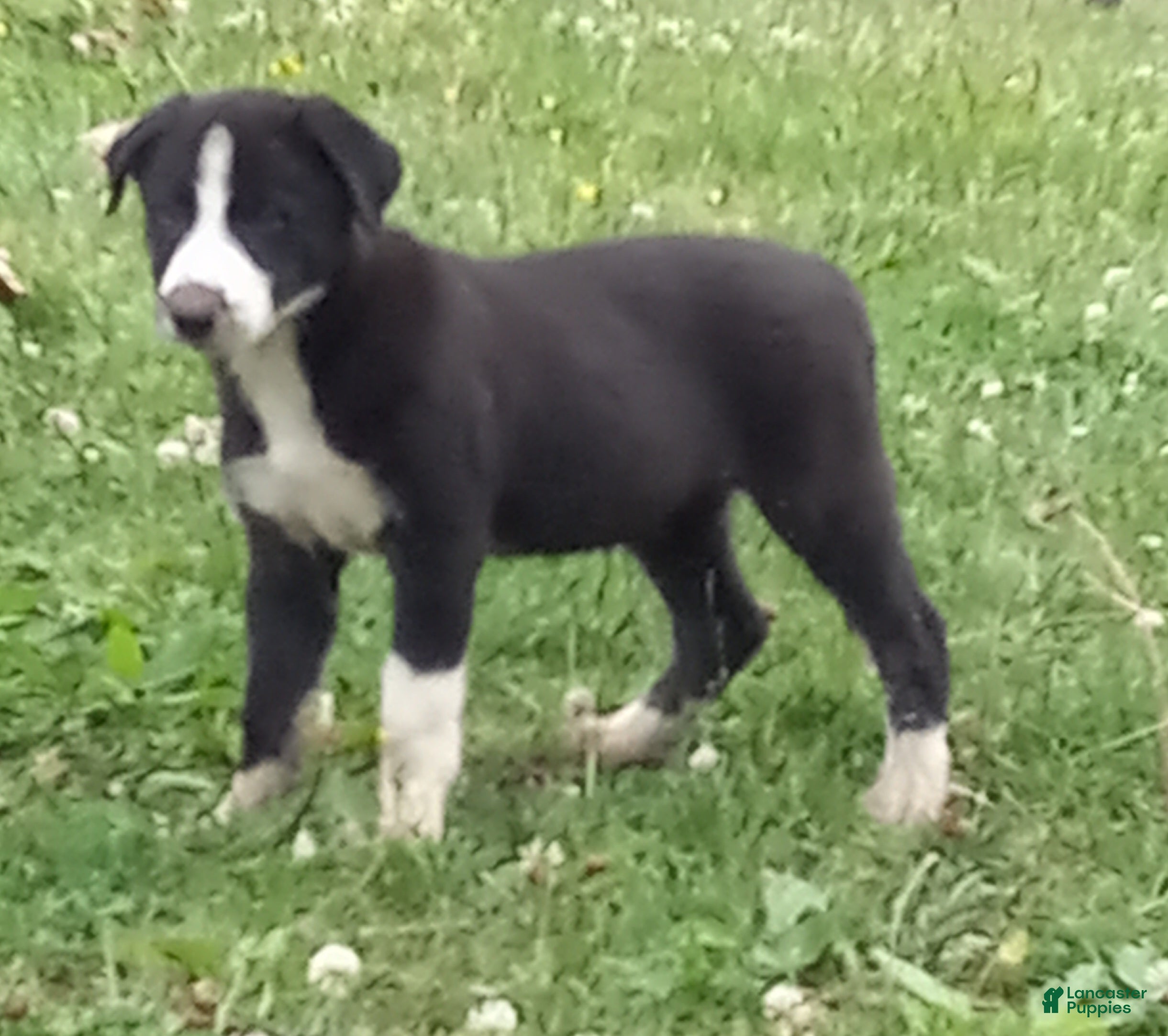 Border Collie dogs Cloe - Ad 2