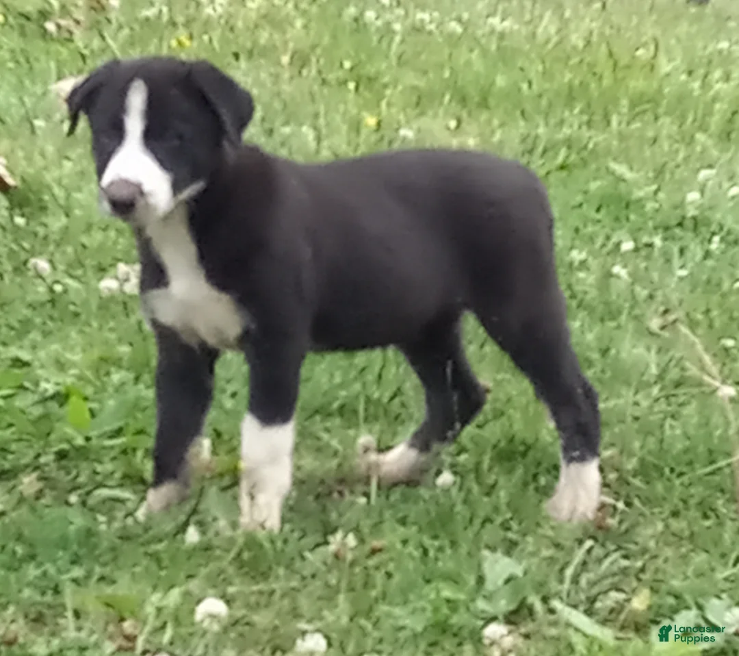 Border Collie dogs for sale: Cloe - Ad 2