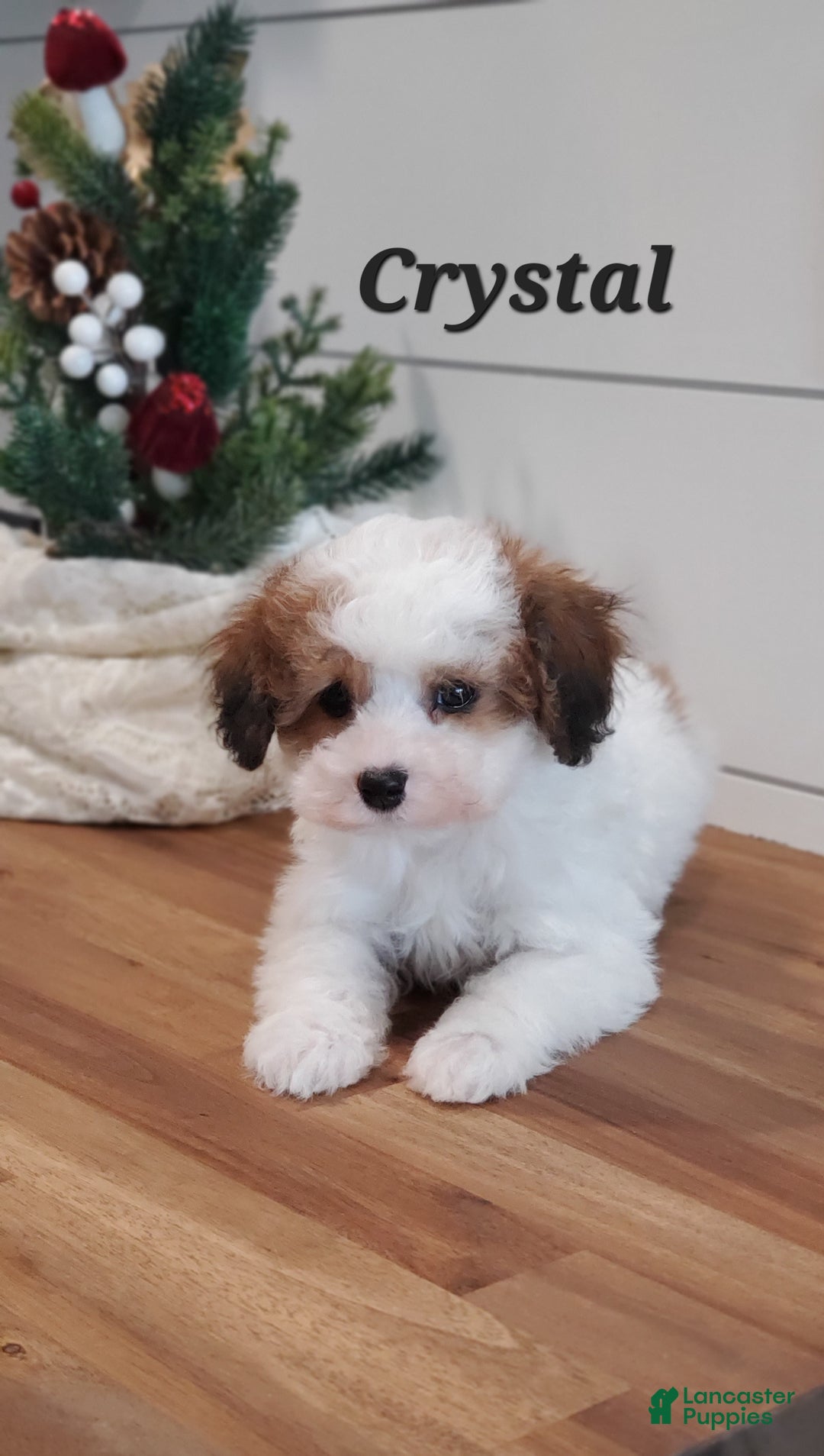 Cavapoo dogs for sale: Crystal  - Ad 4