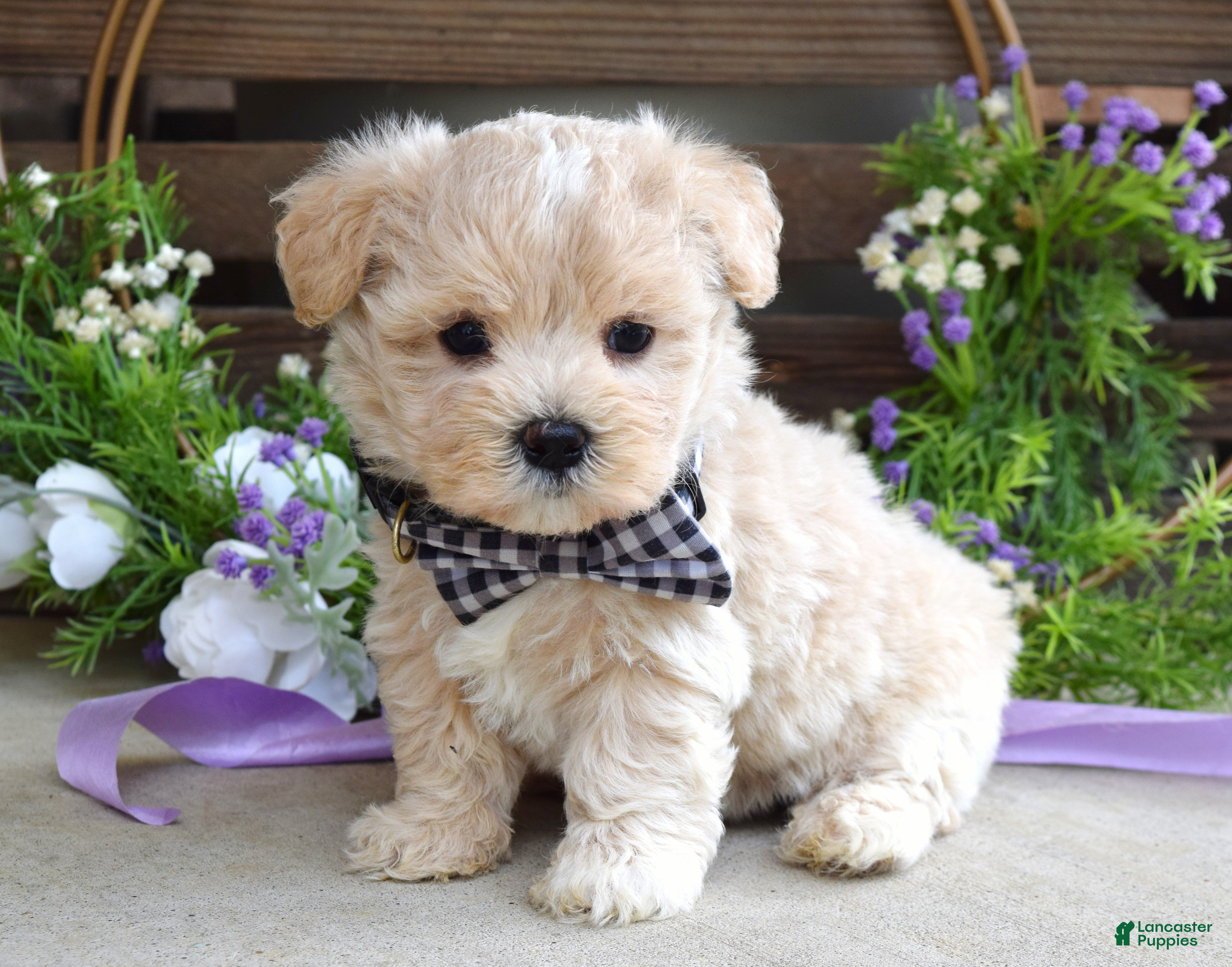 Maltipoo dogs Leo - Ad 1