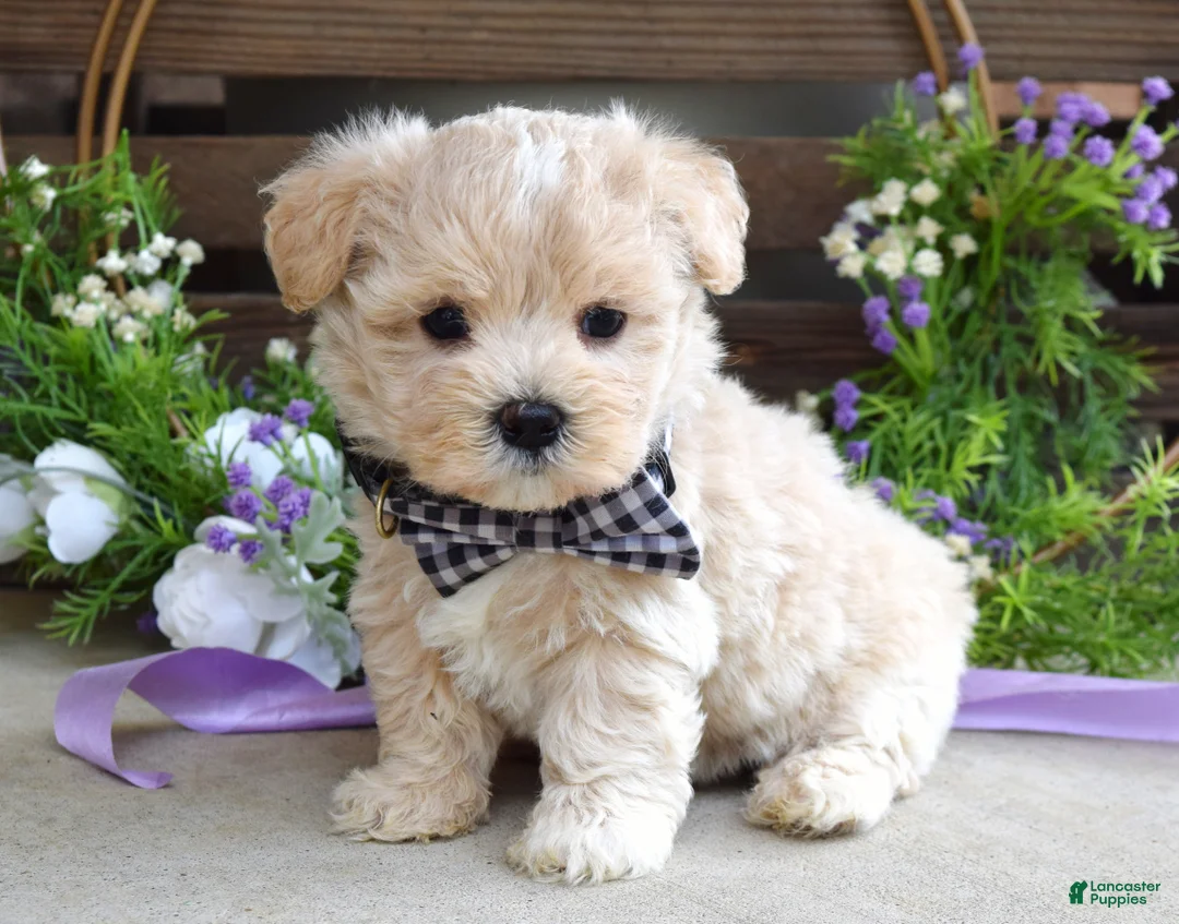 Maltipoo dogs for sale: Leo - Ad 1