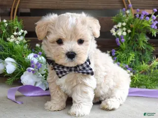 Maltipoo dogs for sale: Leo - Ad 1