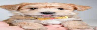 Gabe