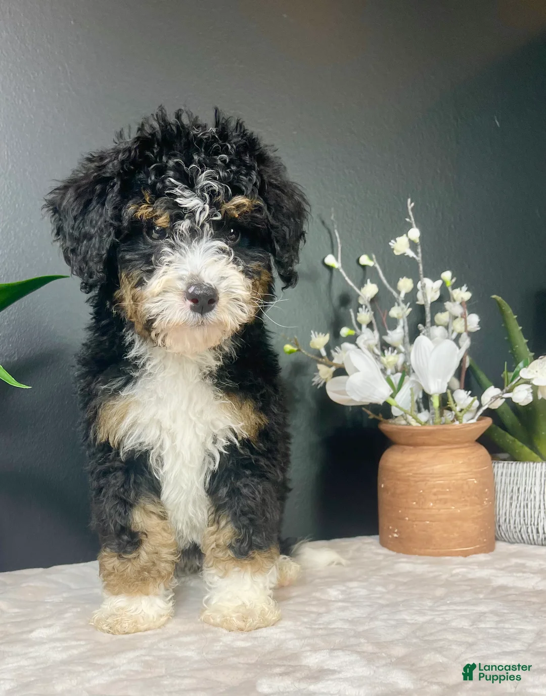 Mini Bernedoodle dogs for sale: Birdie - Ad 2