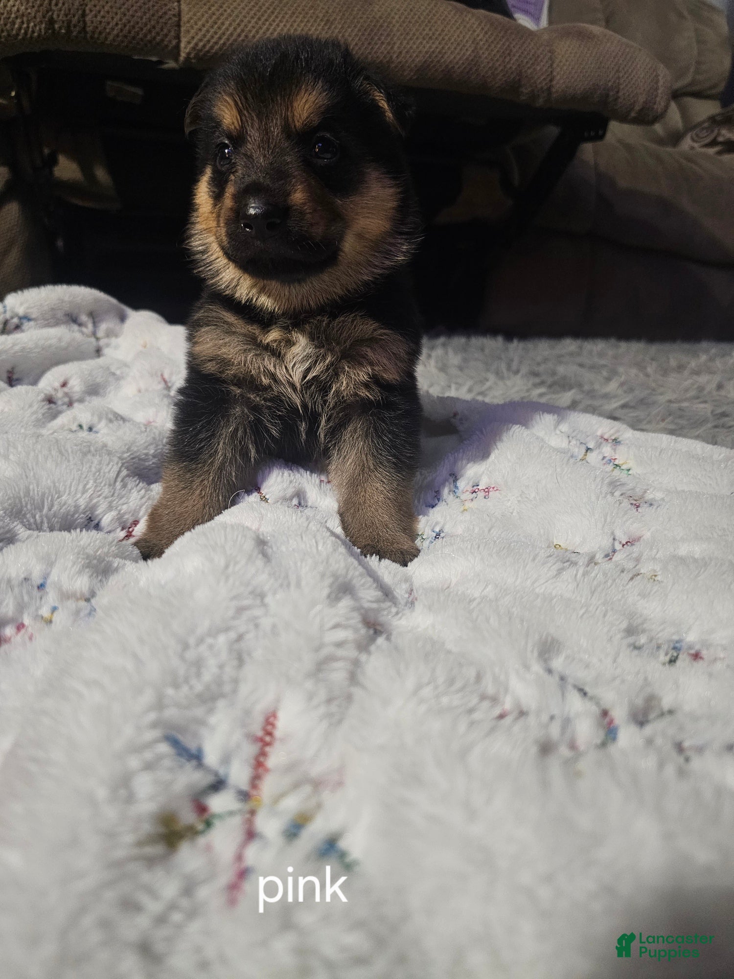 German Shepherd dogs German Shepherd Puppy 5 - Ad 39