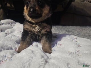 German Shepherd dogs German Shepherd Puppy 5 - Ad 38