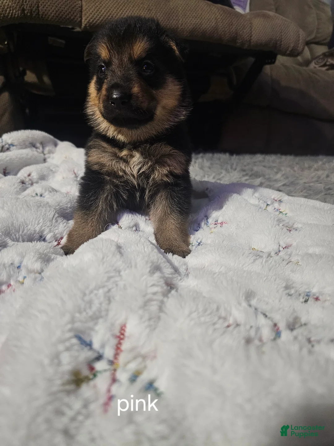 German Shepherd dogs for sale: German Shepherd Puppy 5 - Ad 1