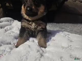 German Shepherd dogs German Shepherd Puppy 5 - Ad 39