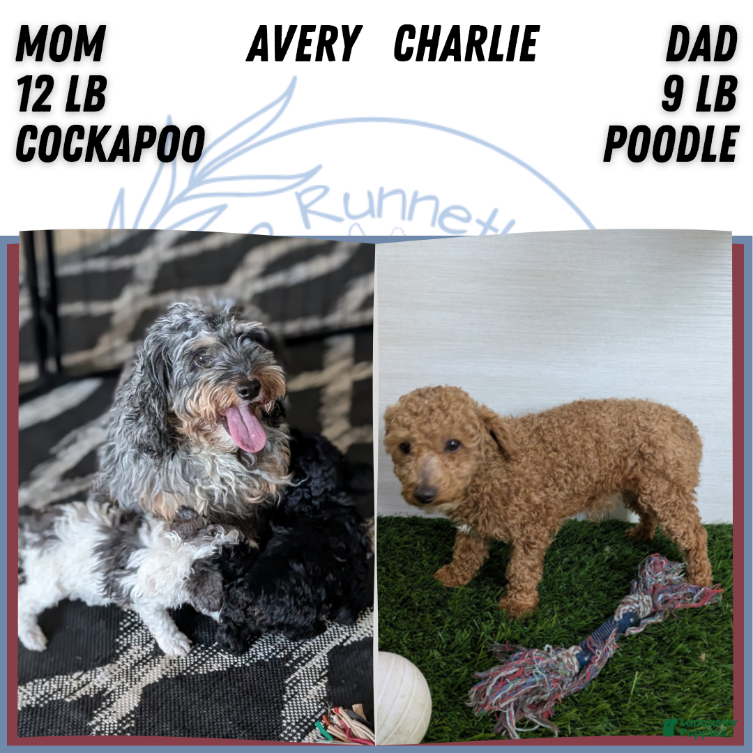 Cockapoo dogs for sale: Shiloh - Ad 11