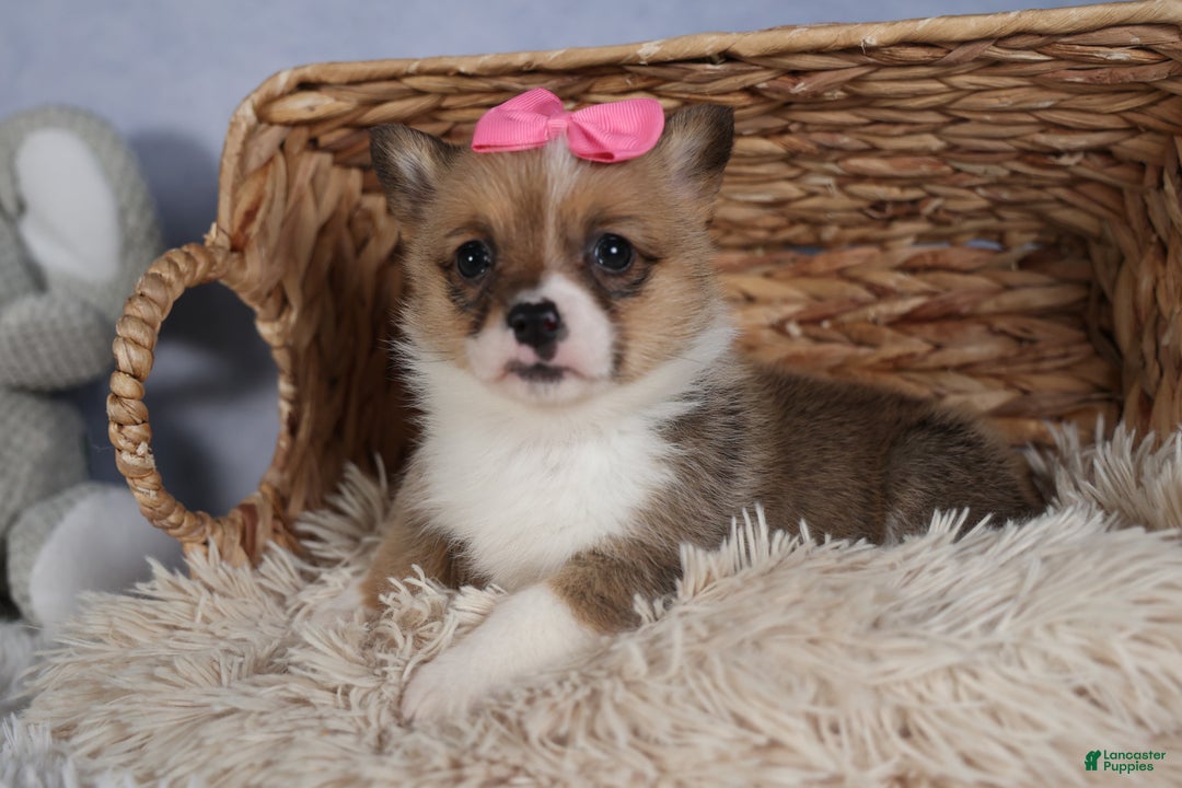 Welsh Corgi Pembroke dogs for sale: TWILIGHT - Ad 14