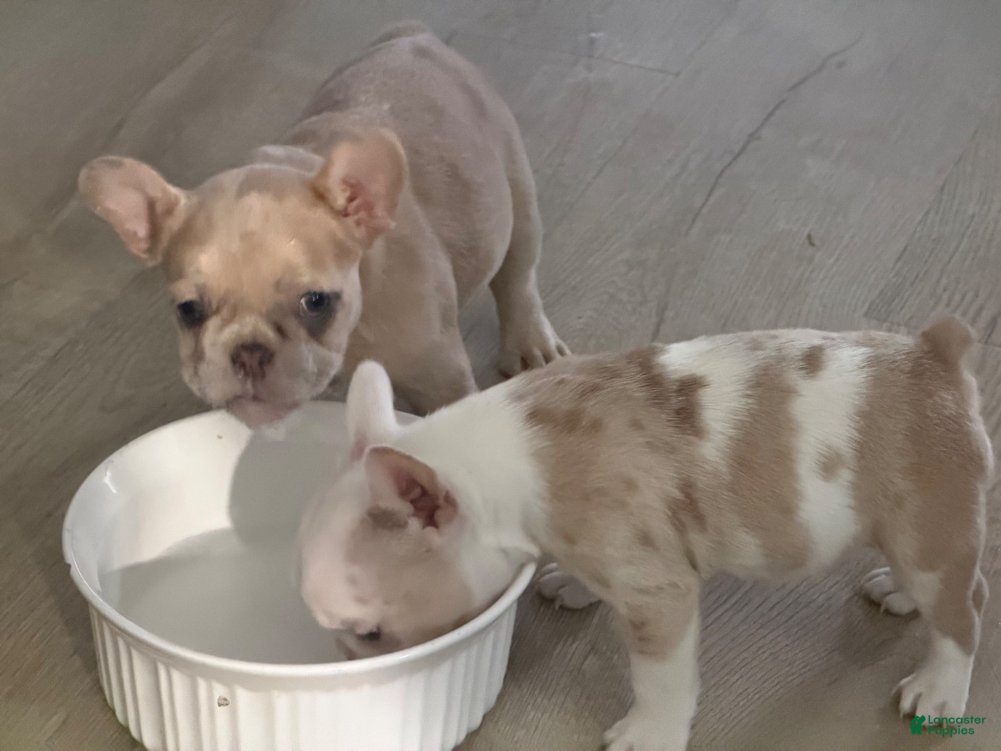 French Bulldog dogs for sale: French Bulldog 2 - Ad 2