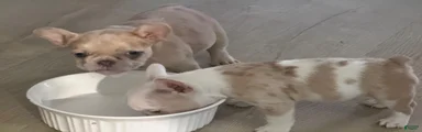 French Bulldog 2