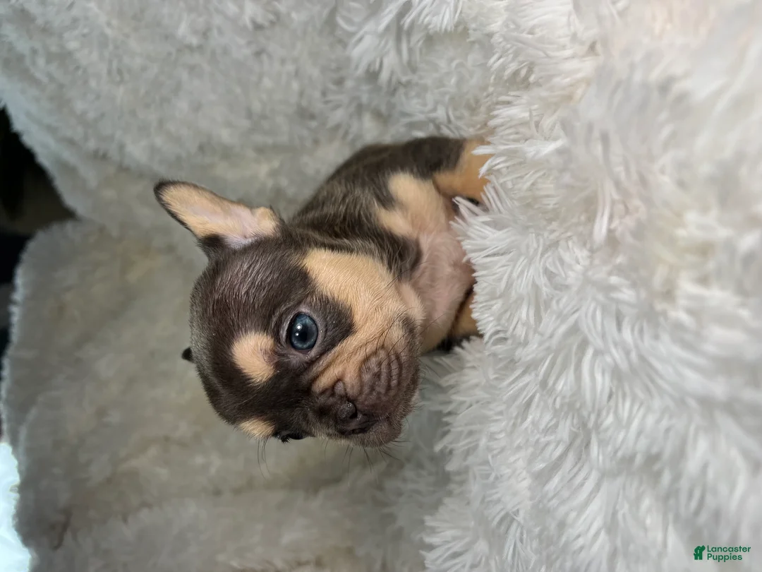 French Bulldog dogs for sale: French Bulldog Puppy 4 - Ad 3
