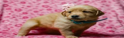 Golden Retriever dogs for sale: Denise AKC Golden Retriever Pup - Ad 5
