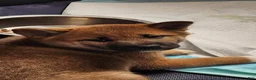 Shiba Inu dogs for sale: Shiba Inu Puppy 1 - Ad 5