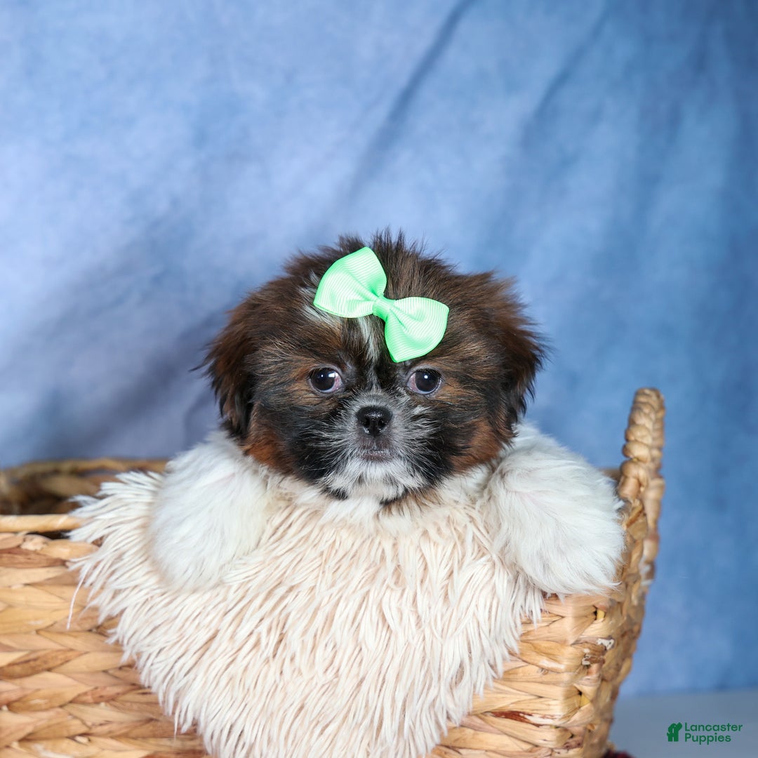 Shih Tzu dogs for sale: MARLEY - Ad 16