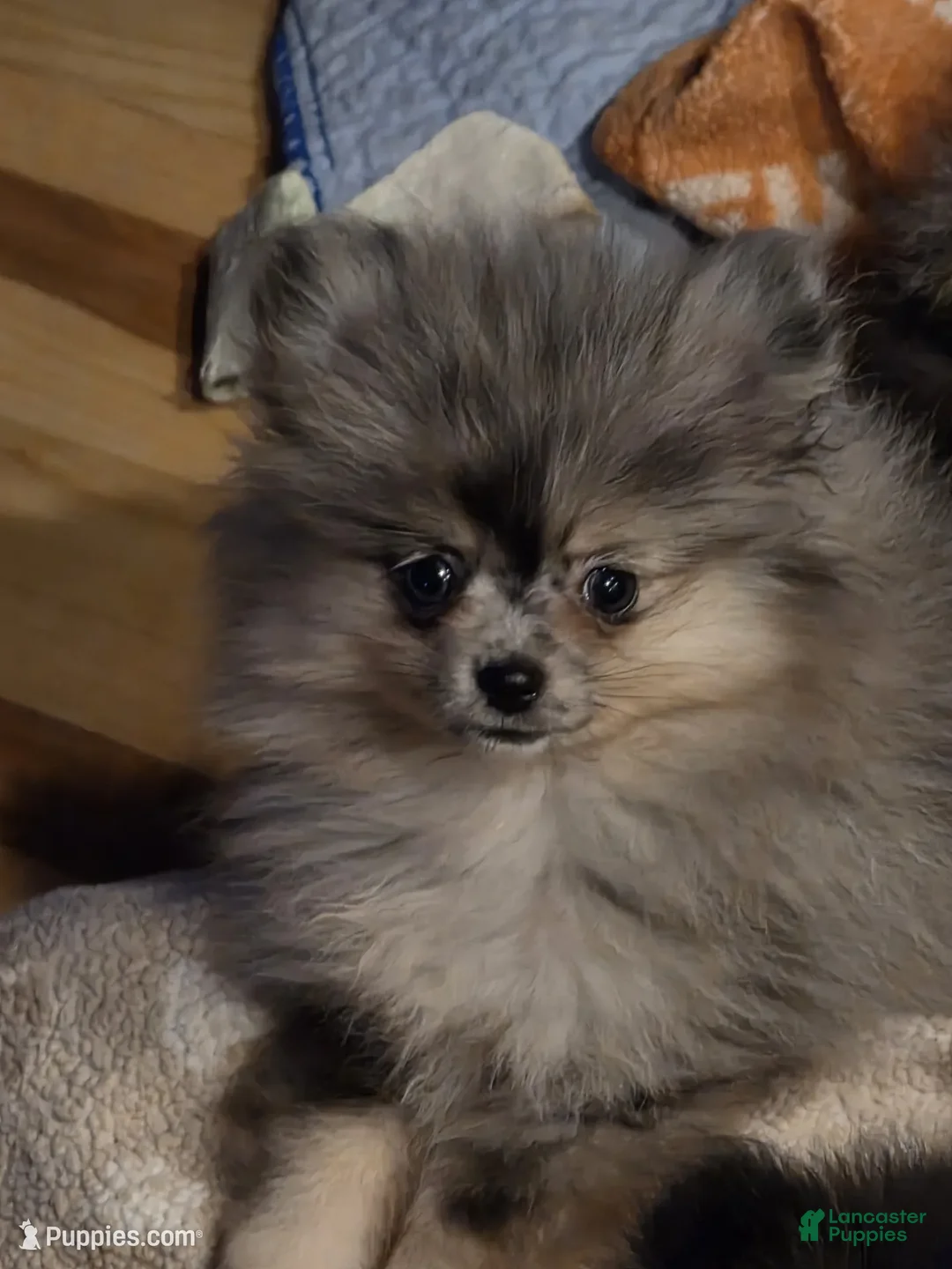 Pomeranian dogs for sale: Akc dolly  - Ad 2